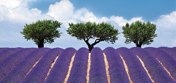 Lavendelfeld in Valensole © ChantalS - fotolia.com
