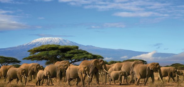 Elefantenherde vor dem Kilimandscharo © paul hampton - Fotolia.com