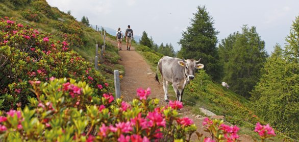 Alpenrosenblüte am Hirzer oberhalb von Schenna © Tourismusverein Schenna/ Frieder Blickle