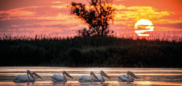 Pelikane im Donaudelta © Calin Stan-fotolia.com