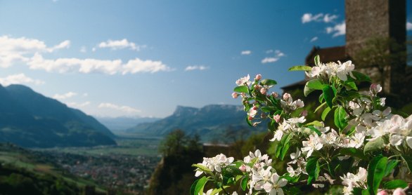 Apfelblüte vor Schloss Tirol © Marketinggesellschaft Meran