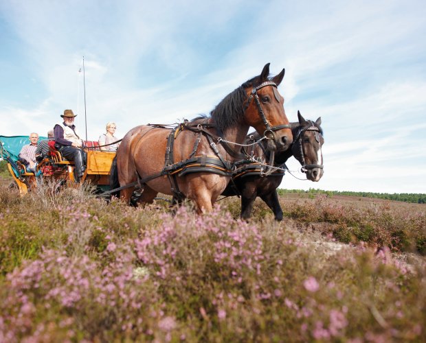© Lüneburger Heide GmbH