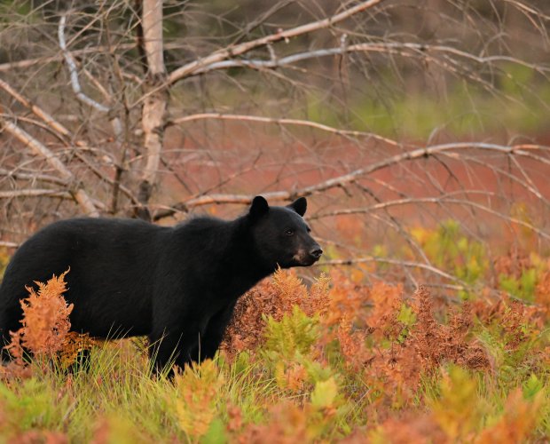 &copy; Carol Hamilton - stock.adobe.com