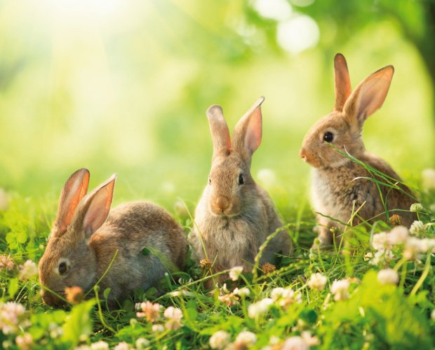 &copy; Subbotina Anna - Fotolia.com