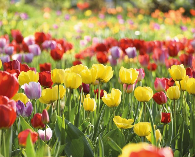 © pattilabelle-fotolia.com