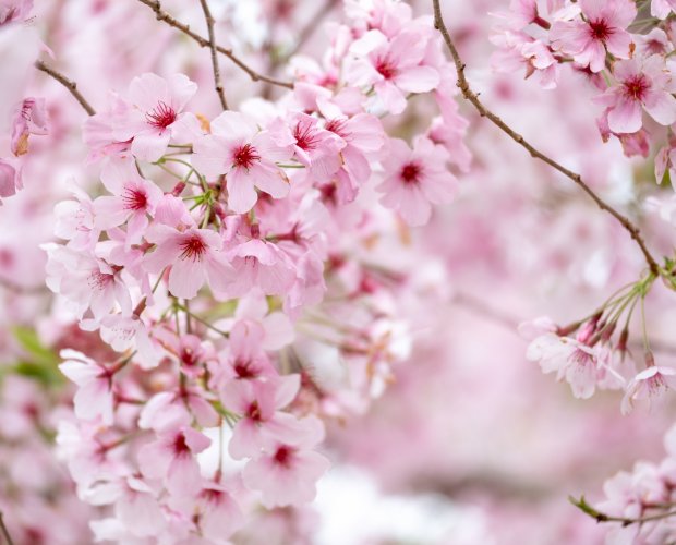 © Catherine - stock.adobe.com