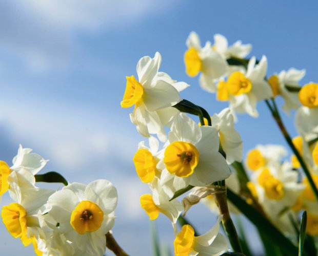 © Masamitsu - stock.adobe.com