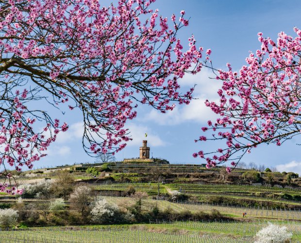 &copy; Barbara - stock.adobe.com