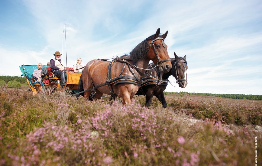 Kutschfahrt durch die Lüneburger Heide © Lüneburger Heide GmbH