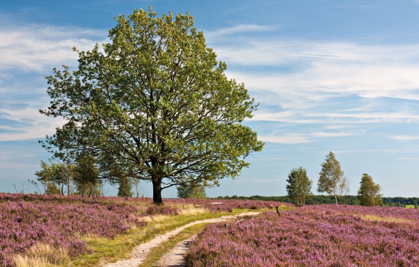 In der Lüneburger Heide © Thorsten Schier-shutterstock.com/2013