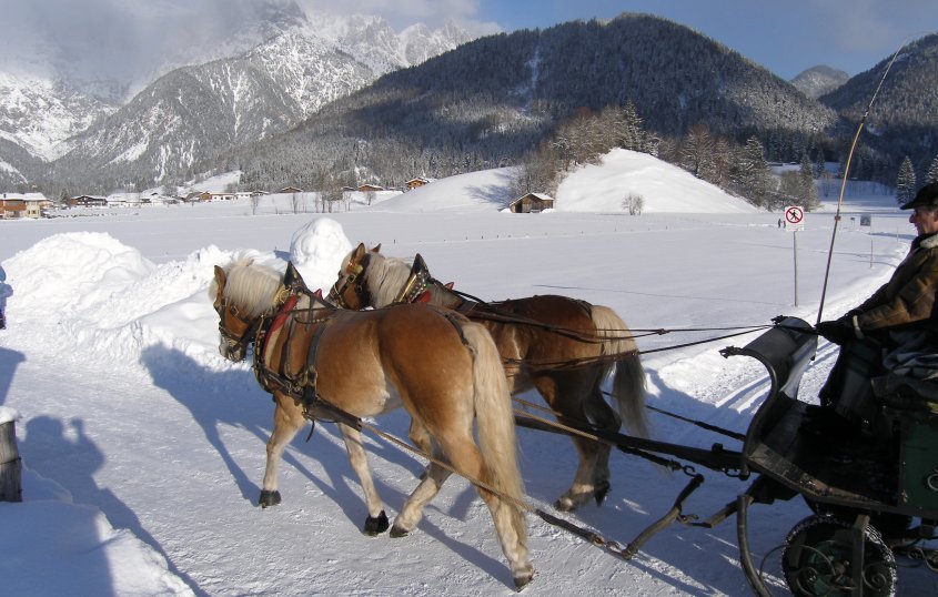 Haflinger mit Kutsche © henryart - fotolia.com