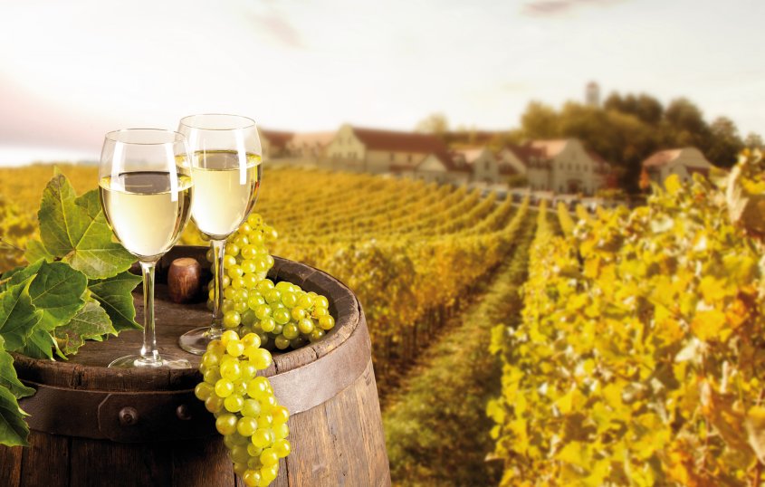 Weinprobe im Weinberg © Jag_cz-fotolia.com