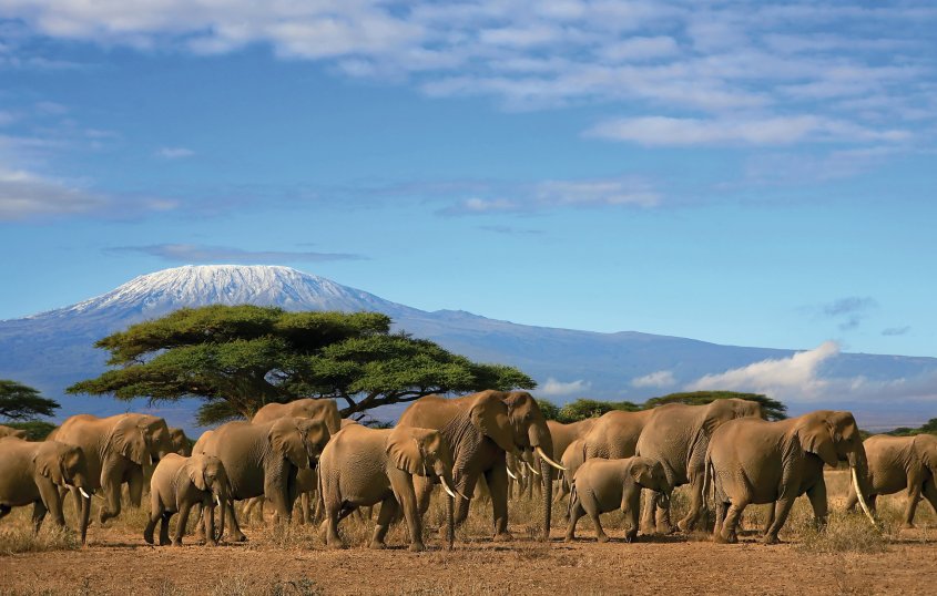 Elefantenherde vor dem Kilimandscharo © paul hampton - Fotolia.com