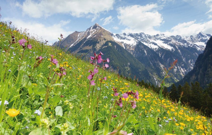 Bergblumenwiese  © by paul-fotolia.com