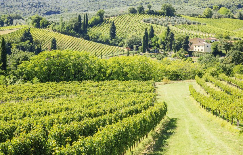 Weinberge im Piemont © magann-fotolia.com