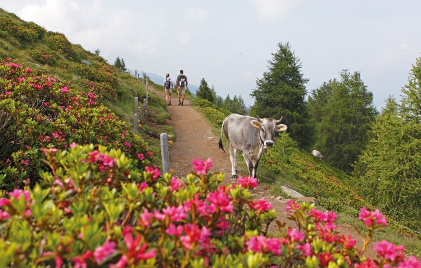 Alpenrosenblüte am Hirzer oberhalb von Schenna© Tourismusverein Schenna/ Frieder Blickle