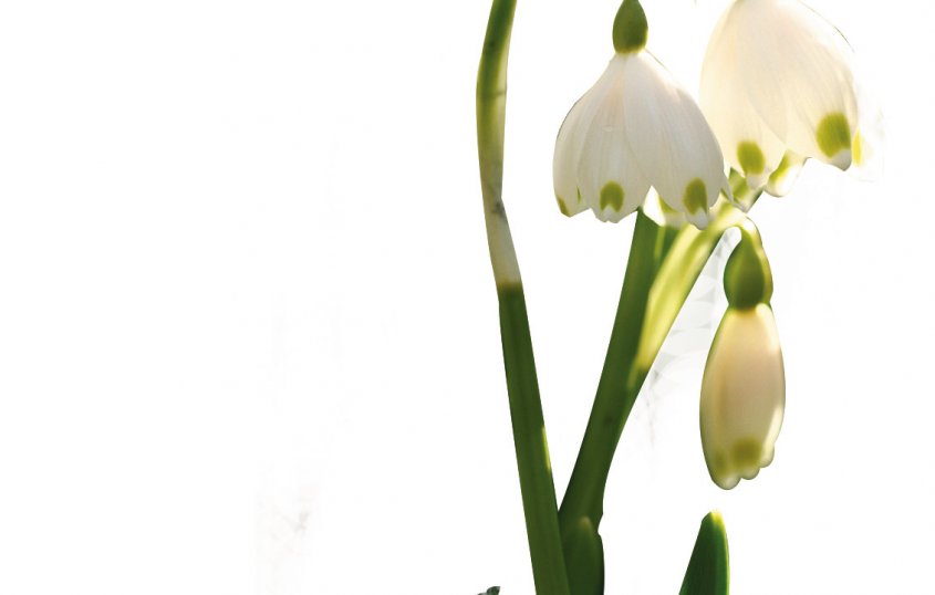 Märzenbecher&copy; Stockxpert