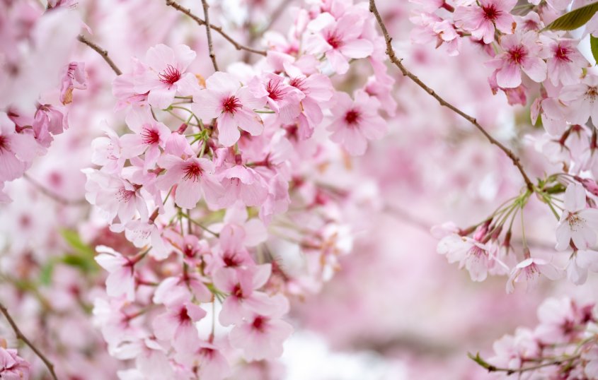 Kirschblüte © Catherine - stock.adobe.com
