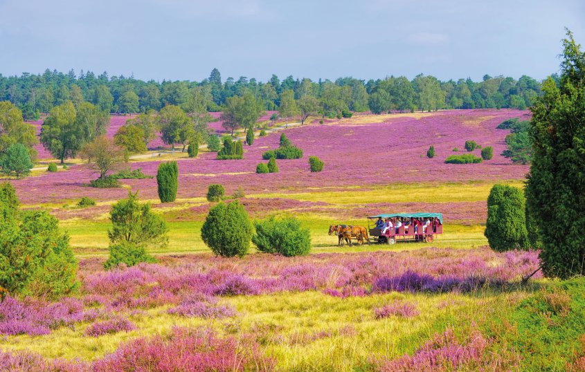 Kutschfahrt durch die blühende Lüneburger Heide  © LianeM - stock.adobe.com