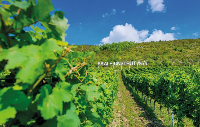 Weinberg Saale-Unstrut  © Christoph Keller/www.christophkellerfoto.com