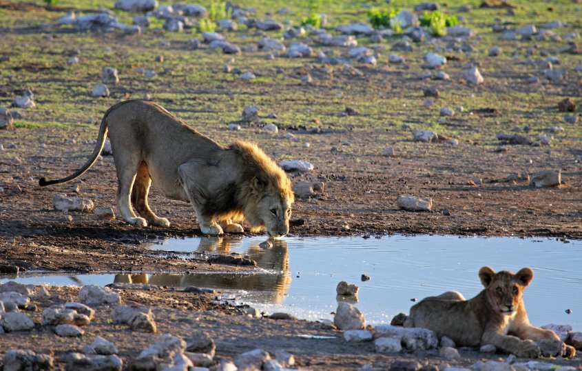 Löwenpaar am Wasserloch © Eva Dorsch-fotolia.com