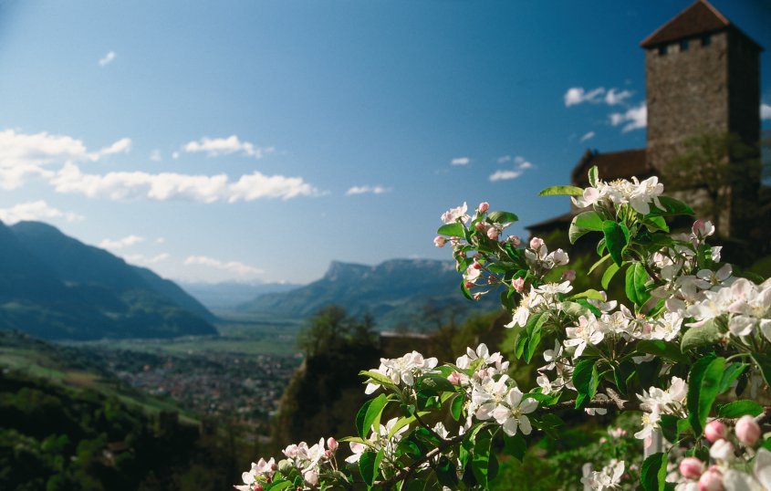 Apfelblüte vor Schloss Tirol © Marketinggesellschaft Meran