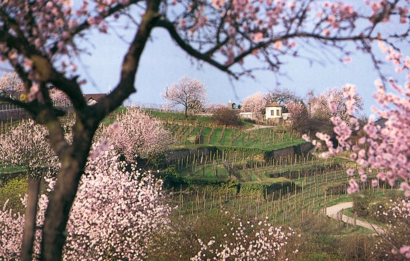 Mandelblüte in der Pfalz