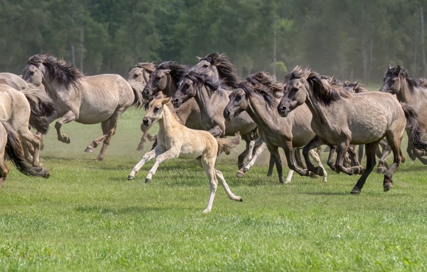 Wildpferde im Merfelder Bruch &copy; Shutterstock