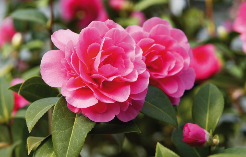 Kamelienblüte © photocall-fotolia.com